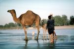 Dromedary Camel, (Camelus dromedarius), Camelini, Beluchestan, Iran, AMLV01P08_13