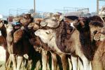 Dromedary Camel, (Camelus dromedarius), Camelini, El Hadra Market