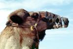 Muzzle, Dromedary Camel, (Camelus dromedarius), Camelini, El Hadra Market, AMLV01P08_19