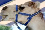 Dromedary Camel, (Camelus dromedarius), Camelini, AMLV01P09_03