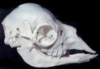 Baby Llama Skull, (Lama glama), AMLV01P09_11
