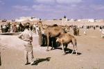 Dromedary Camels, AMLV01P09_12
