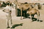 Dromedary Camels, AMLV01P09_12B