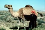 Dromedary Camel, (Camelus dromedarius), Camelini, Desert, Saudi Arabia, AMLV01P09_17