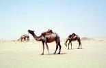 Dromedary Camel, (Camelus dromedarius), Camelini, Desert, Saudi Arabia, AMLV01P09_19