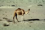 Dromedary Camel, (Camelus dromedarius), Camelini, Desert, Saudi Arabia, AMLV01P10_01