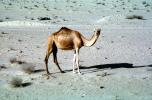 Dromedary Camel, (Camelus dromedarius), Camelini, Desert, Saudi Arabia, AMLV01P10_01B