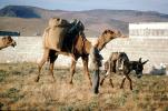 Camel and  a Mule, Donkey, AMLV01P10_09