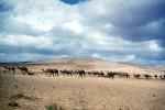 Dromedary Camel, (Camelus dromedarius), Camelini, Desert, Sand Dunes, near Tripoli, Libya, 1950s, AMLV01P10_13