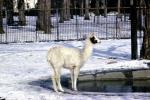 White Llama, Snow, Cold, Ice, (Lama glama), AMLV01P11_05