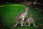 Kangaroo and a Nursing Joey, AMMV01P01_08.1712