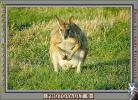 Kangaroo, AMMV01P01_11