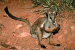 Rock Wallaby, Nocturnal, AMMV01P01_15