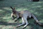 Kangaroo, AMMV01P02_04