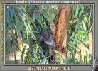 Koala, (Phascolarctos cinereus), AMMV01P02_06