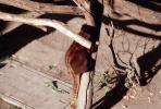 Goodfellow's Tree-kangaroo, (Dendrolagus goodfellowi), Herbivore