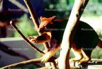 Goodfellow's Tree-kangaroo, (Dendrolagus goodfellowi), Herbivore, AMMV01P03_02