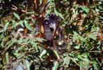 Koala, (Phascolarctos cinereus), AMMV01P03_15.1712