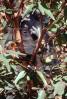 Koala, (Phascolarctos cinereus), AMMV01P03_15B.1712