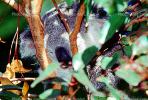 Koala, (Phascolarctos cinereus), AMMV01P03_16