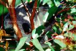 Koala, (Phascolarctos cinereus), AMMV01P03_17