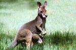 Kangaroo, AMMV01P05_05