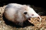 Virginia Opossum, (Didelphis virginiana), Nocturnal Animal, Possum