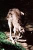 Kangaroo, (Macropus giganeus), AMMV01P05_14
