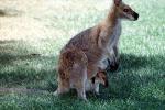 Kangaroo, joey, pouch, AMMV01P05_16