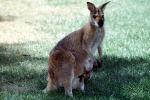 Kangaroo, joey, pouch, AMMV01P05_17