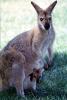 Kangaroo, joey, pouch, AMMV01P05_18