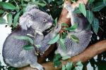 Koala Bear, AMMV01P06_04