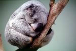 Koala Bear, sleeping, cute, cuteness, slumber, AMMV01P06_08