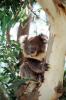 Koala Bear, AMMV01P06_10