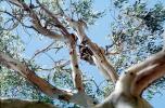 Koala Bear, AMMV01P06_12