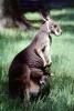 Kangaroo, Wallaby, AMMV01P07_10