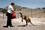 Woman Feeding a Wallaby