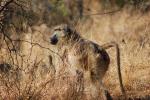 Baboon, Africa, AMPD01_011