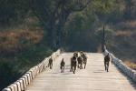 Baboons Crossing a Bridge, Africa, AMPD01_013