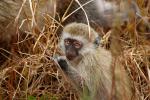 Vervet Monkey, (Chlorocebus pygerythrus), Cercopithecidae, Africa, AMPD01_015