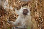 Vervet Monkey, (Chlorocebus pygerythrus), Cercopithecidae, Africa, AMPD01_017