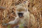 Vervet Monkey, (Chlorocebus pygerythrus), Cercopithecidae, Africa, AMPD01_018
