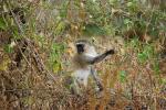 Vervet Monkey, (Chlorocebus pygerythrus), Cercopithecidae, Africa, AMPD01_020