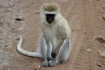 Vervet Monkey, (Chlorocebus pygerythrus), Cercopithecidae, Africa, AMPD01_021