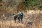 Baboon, Africa, AMPD01_028