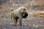 Baboon, Africa, AMPD01_033