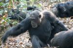 Chimpanzees, (Pan troglodytes schweinfurthii), Hominidae, Chimps, Mahale Mountains National Park, AMPD01_038