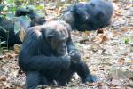 Chimpanzees, (Pan troglodytes schweinfurthii), Hominidae, Chimps, Mahale Mountains National Park, AMPD01_039