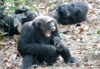 Chimpanzees, (Pan troglodytes schweinfurthii), Mahale Mountains National Park, AMPD01_040