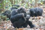 Chimpanzees, (Pan troglodytes schweinfurthii), Hominidae, Chimps, Mahale Mountains National Park, AMPD01_041